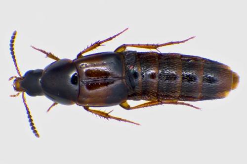 Carphacis striatus
